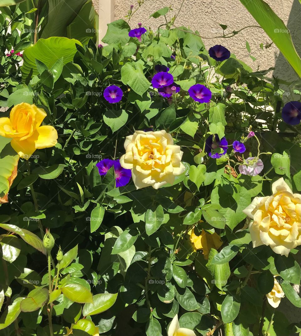 Yellow roses and purple morning glories 
