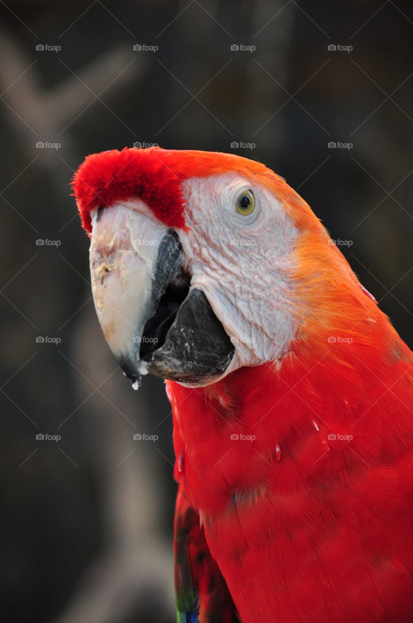 Parrot