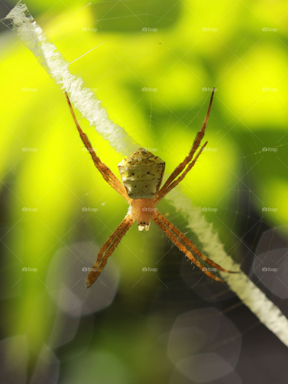 spider