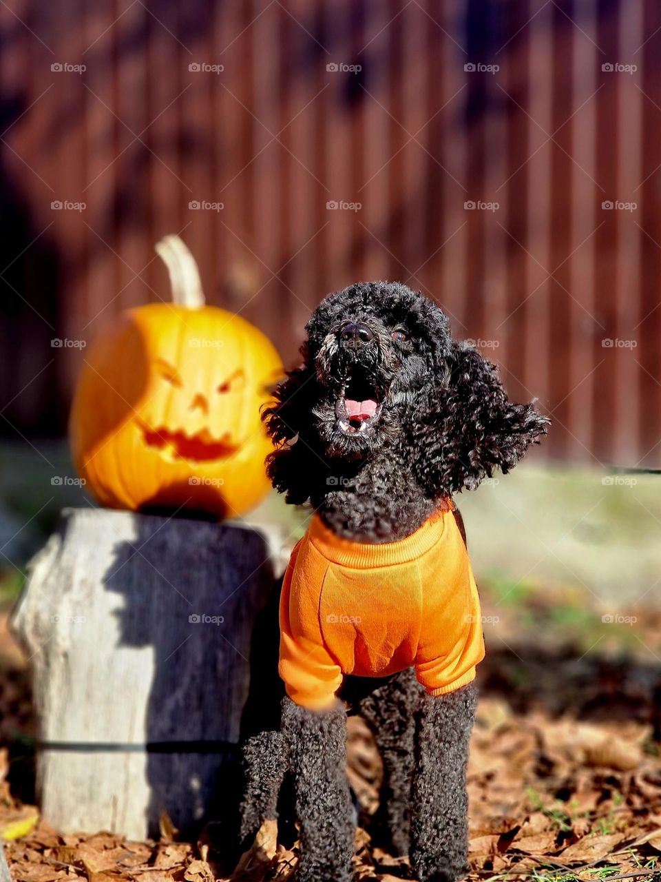 halloween dog