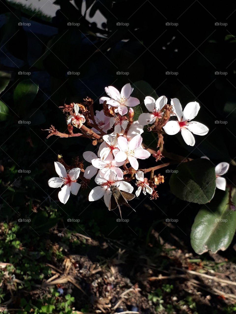 White flowers on a branch