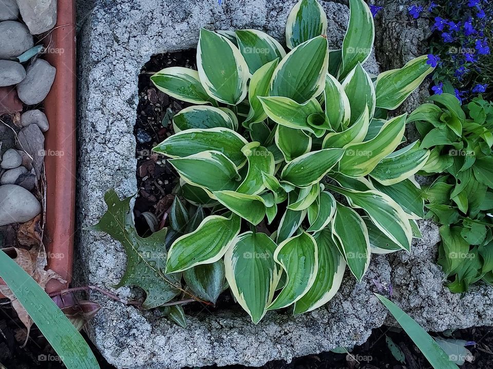 hosta in concrete container