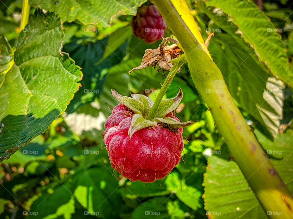 Ripe raspberries on a branch with green leaves.
