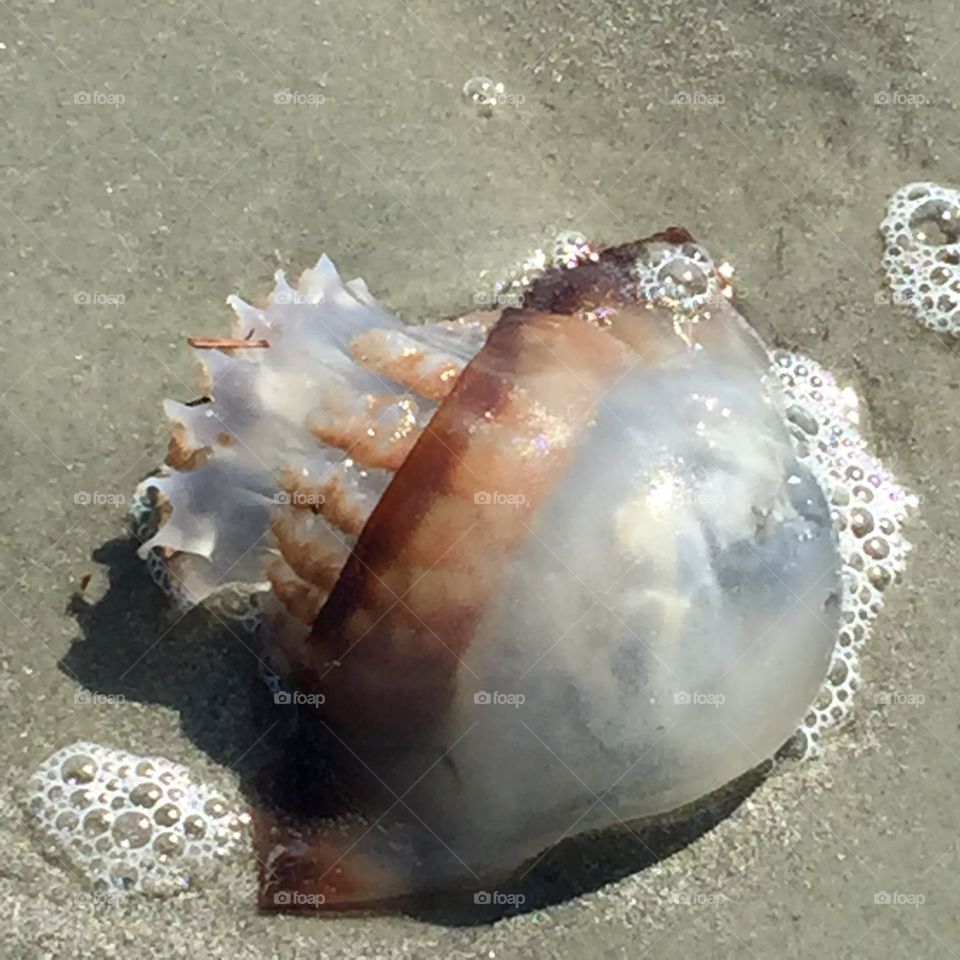 Jellyfish