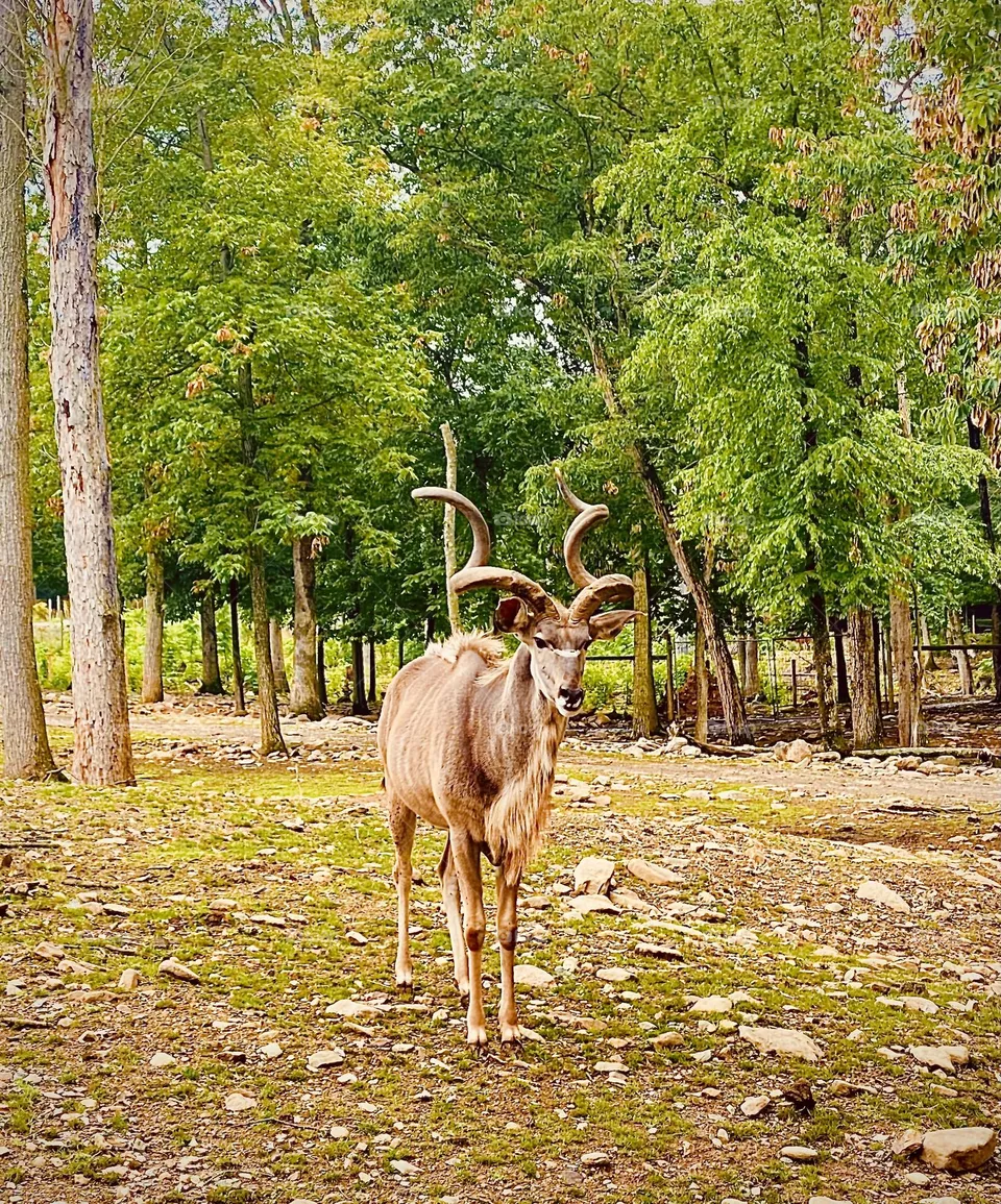Wildlife 
