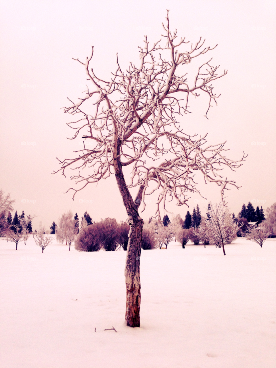 snow winter tree cold by redrock