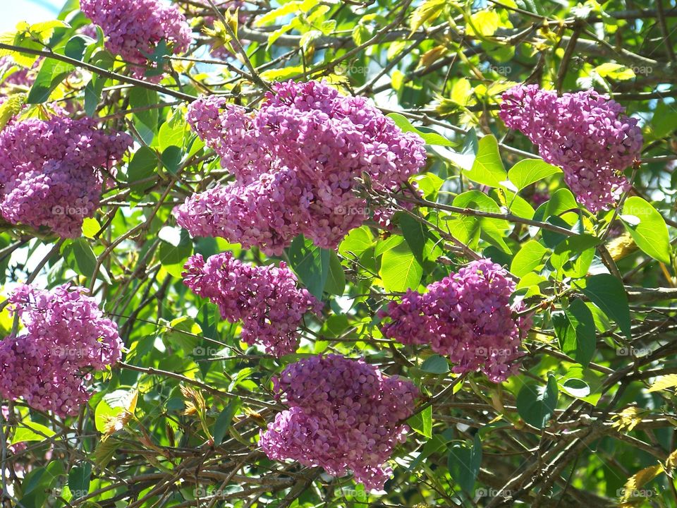 lilac. lavender lilacs