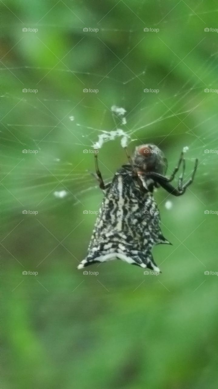 spider gets a meal