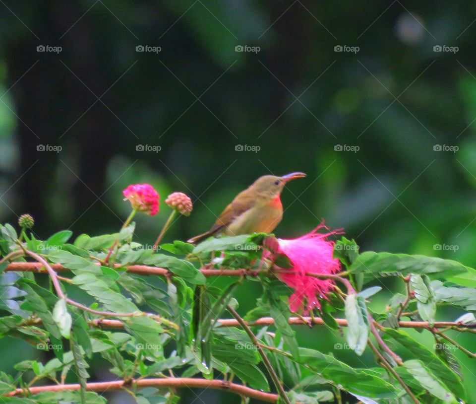 beautiful bird and bloom