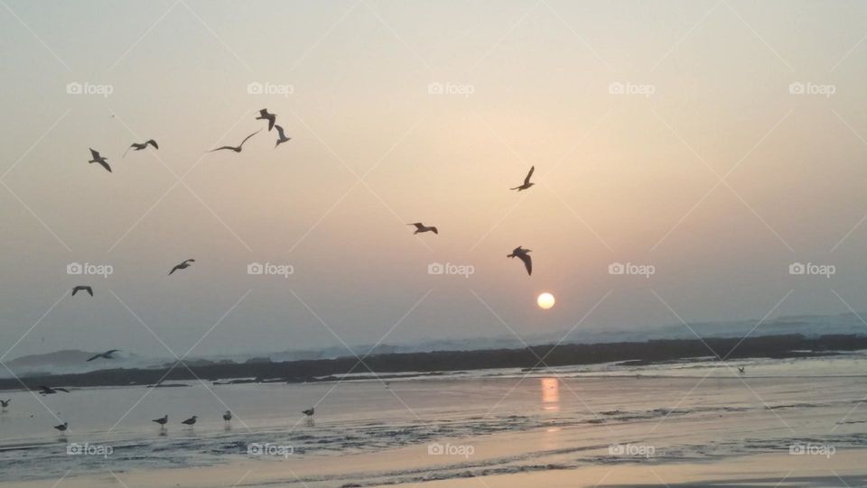 flock of seagulls embracing golden sunset.