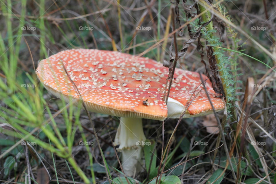 Forest, nature, mushrooms, trees, landscape