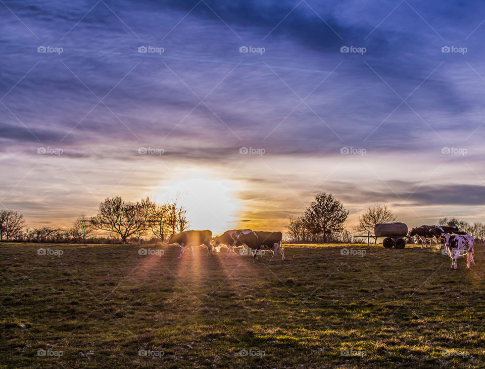 Dairy cows in the pasture at Sunset 