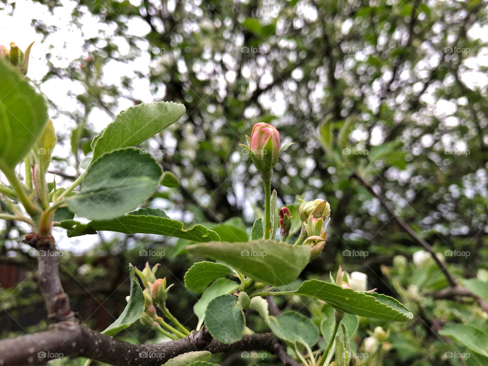 apple tree flower bud
