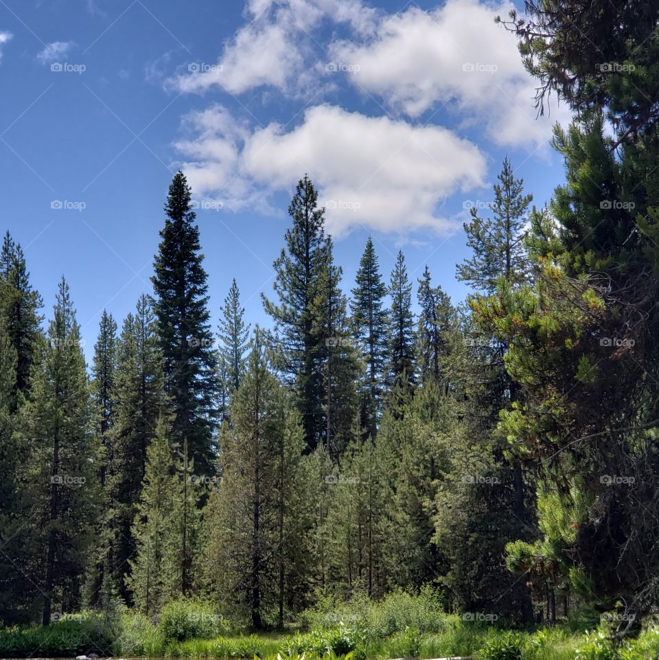 A bright blue sky with fluffy white clouds over the beautiful Central Oregon forest on a sunny summer day.