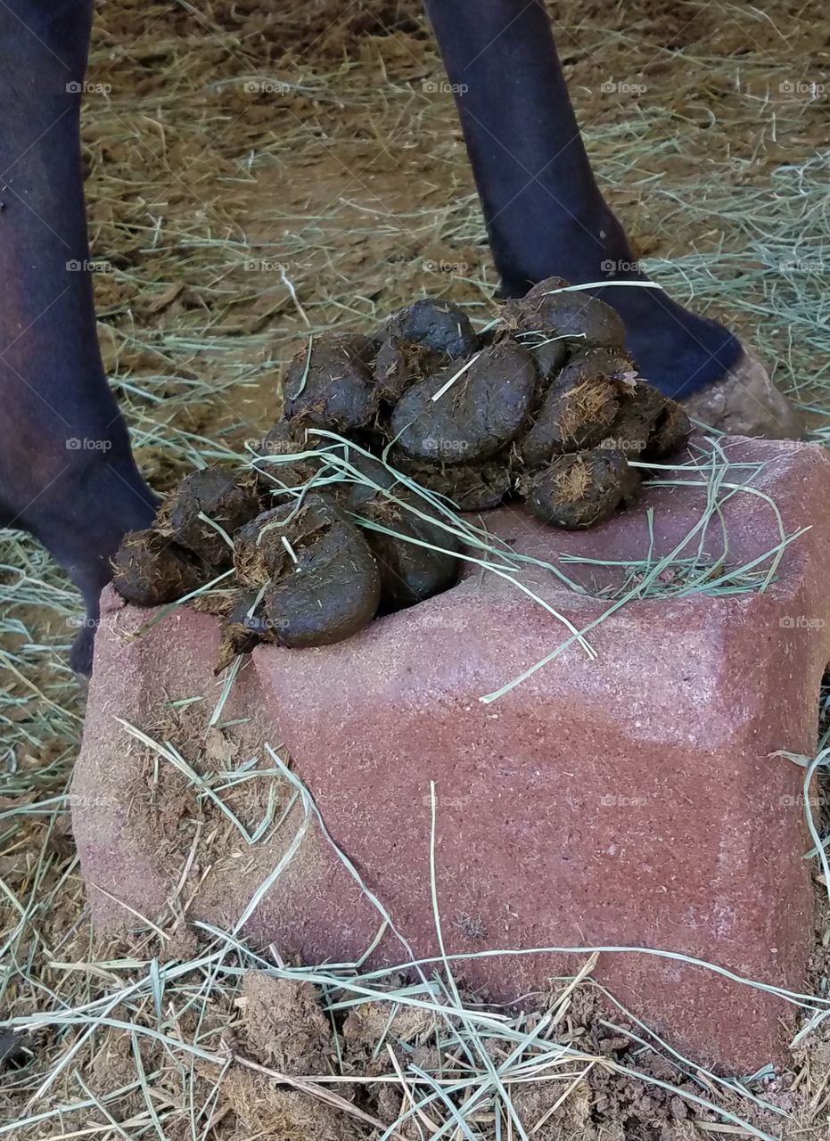 Horse poop on a salt lick