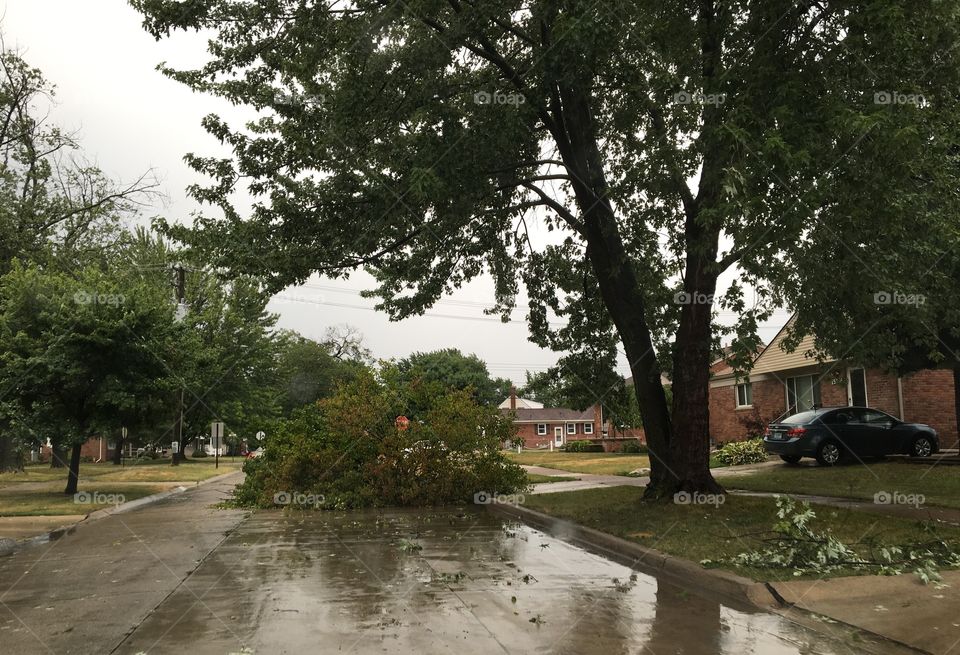 Giant branch in the street