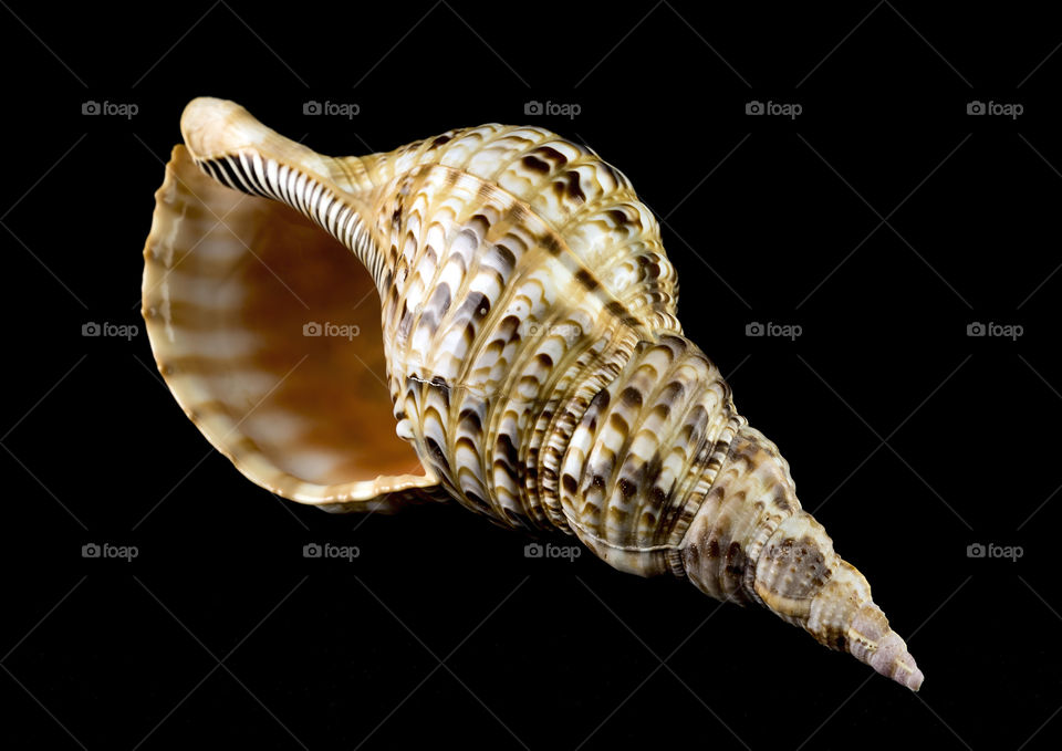 A large spiral shell with black and off white pattern exterior on black background.
