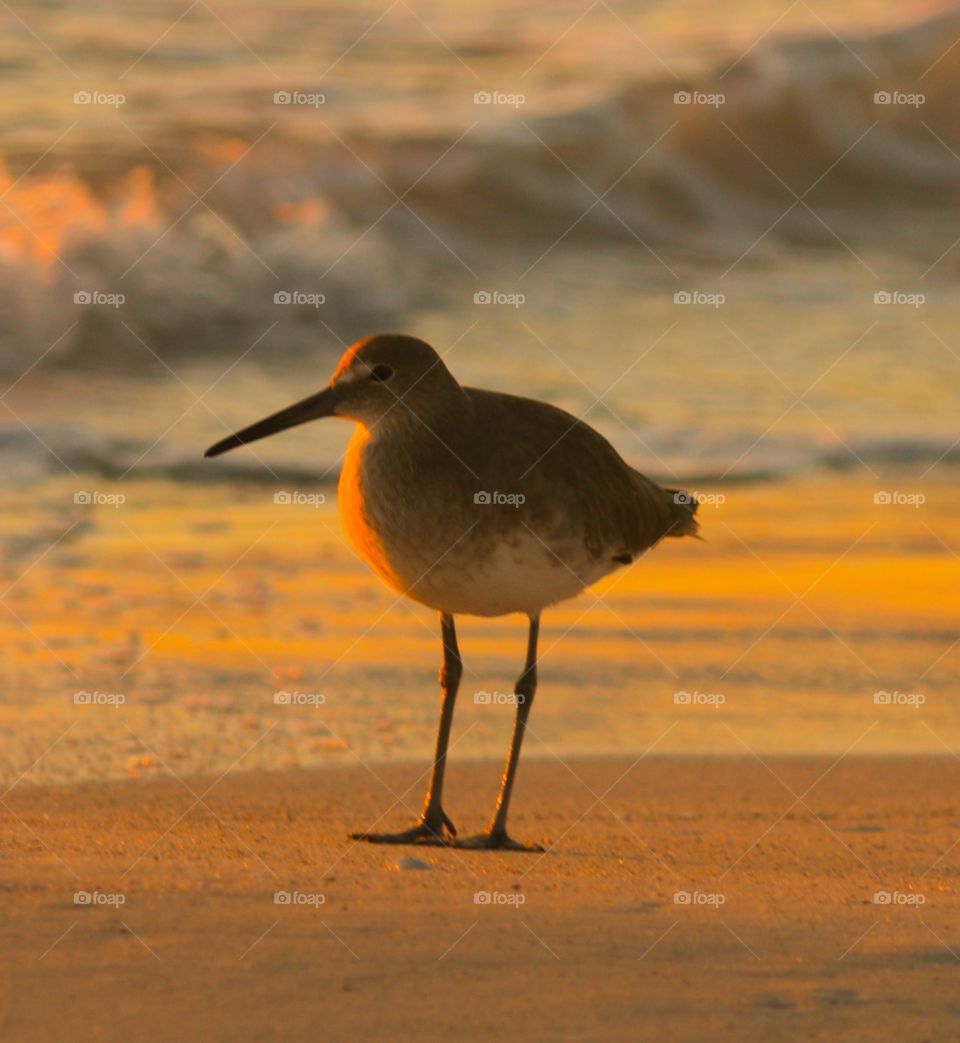 Sandpiper on beach