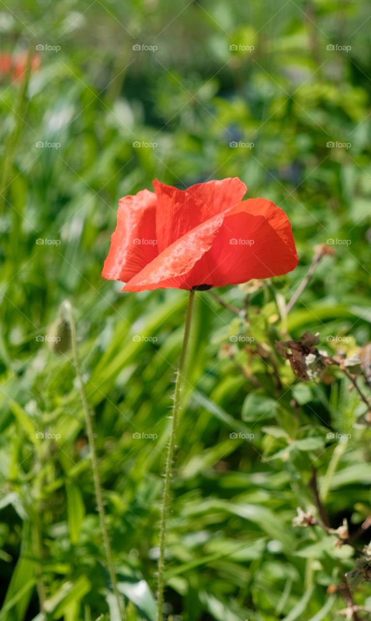 lonely poppy on an alpine lawn in the park