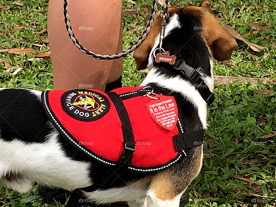 Therapy dog in his red harness helping his companion.