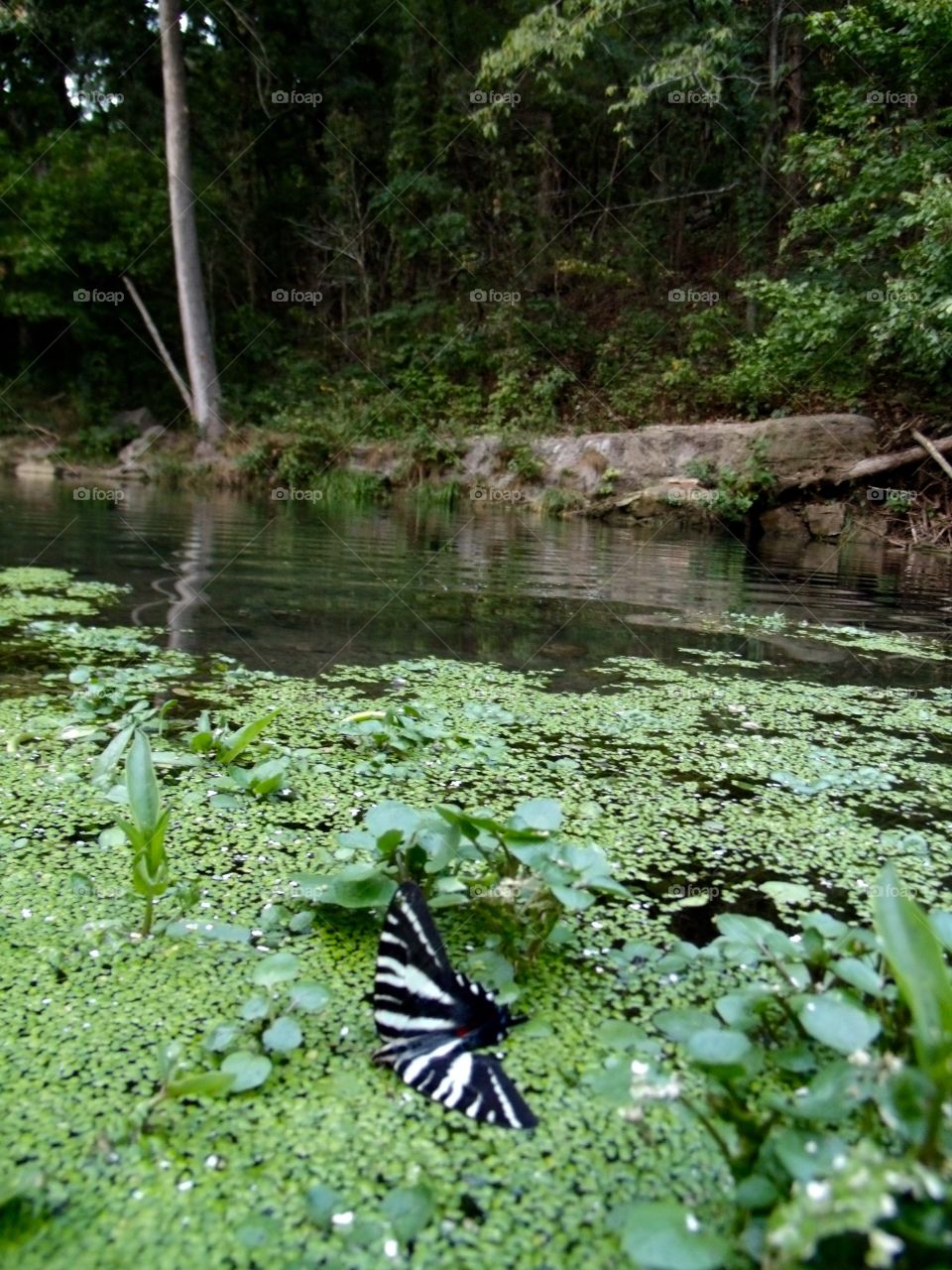 Butterfly on the water