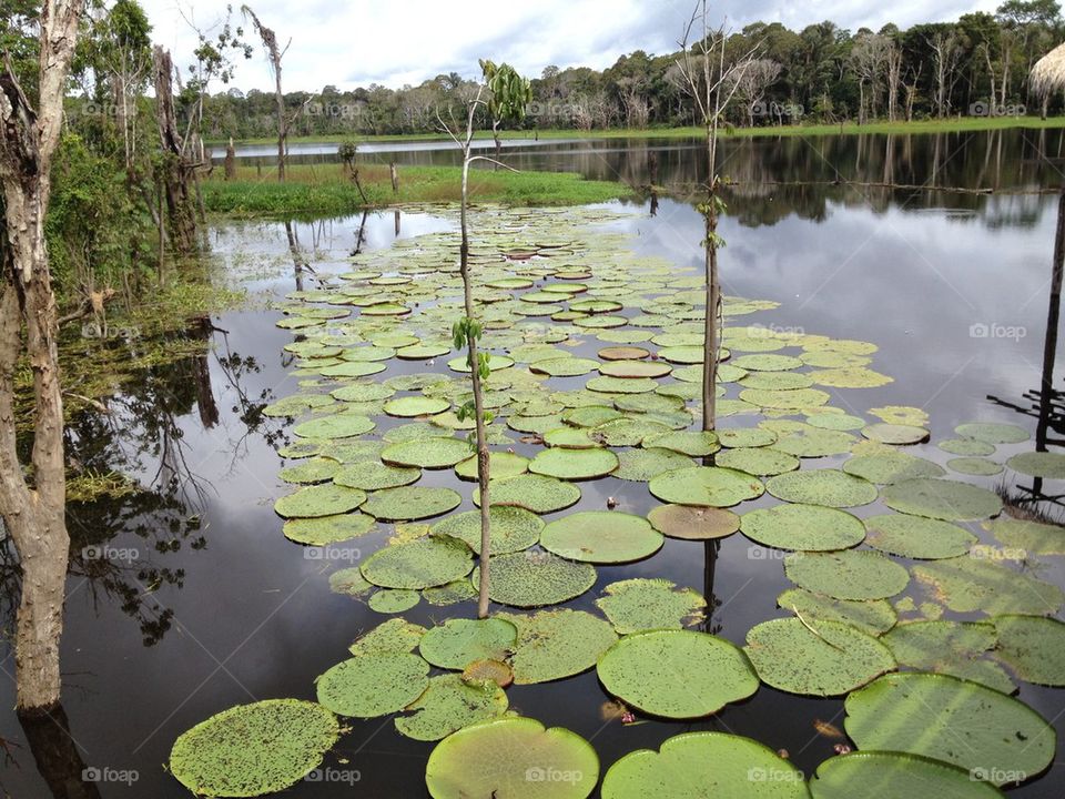 Pantanal