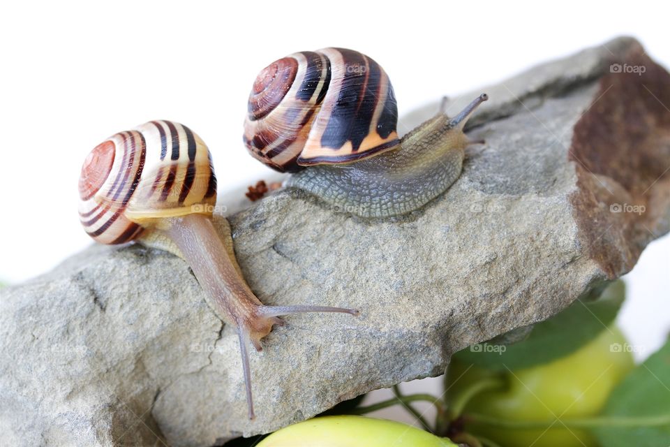 Close-up of snails on rock