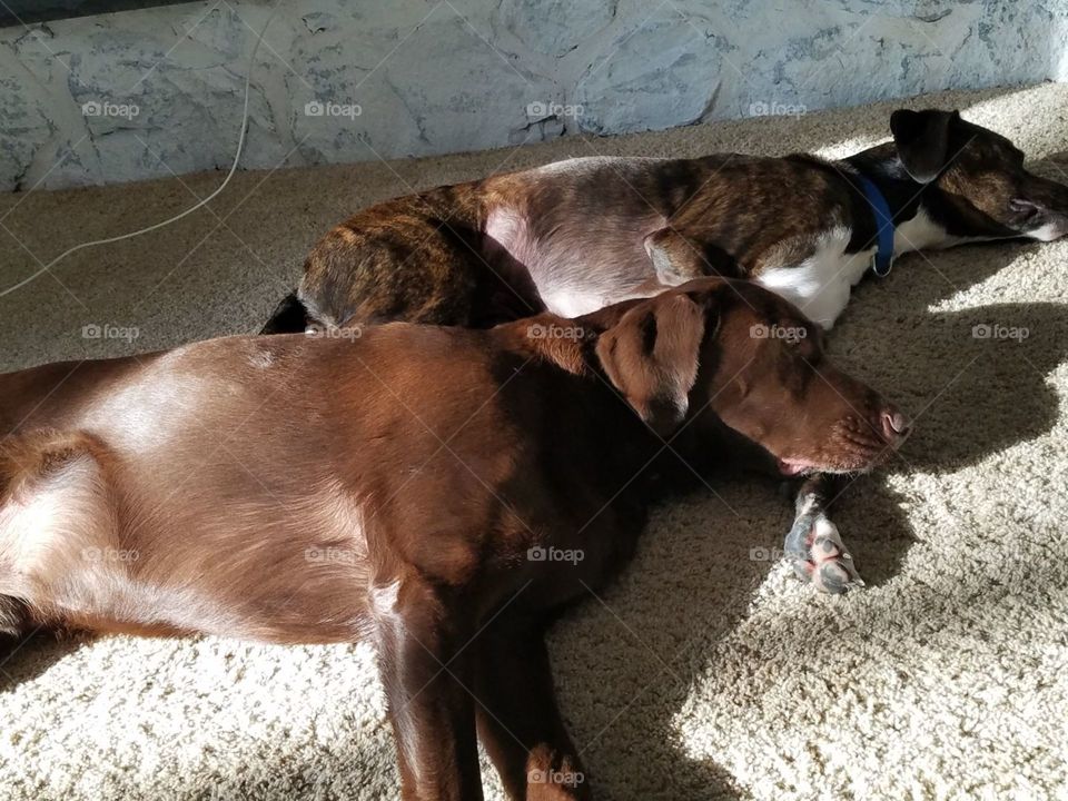 two dogs laying soaking up the sunlight