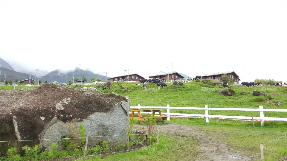 cow farm