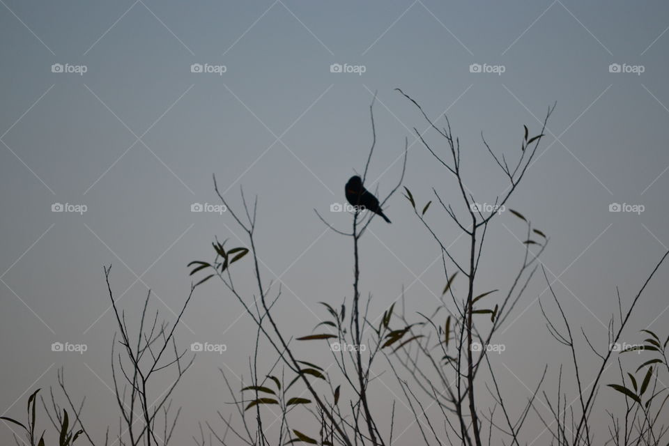 bird on a bare tree