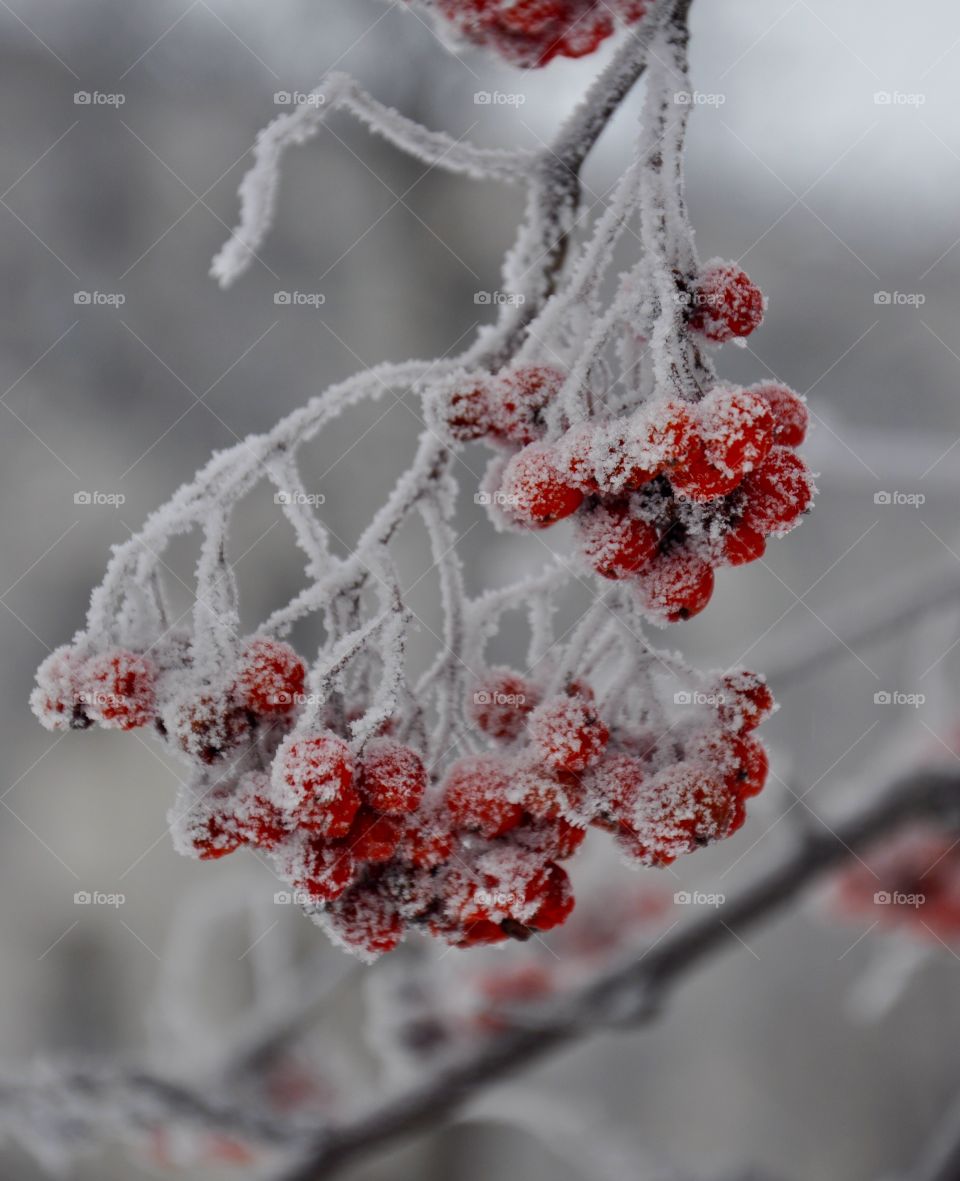 Winter, Frost, Snow, Branch, Icee