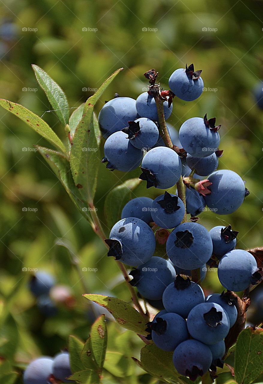 Northern Highbush blueberry, a native of North America, known for its upright growth and woody canes. Blueberries develop on buds formed during the previous growing season and are typically harvested in the summer.