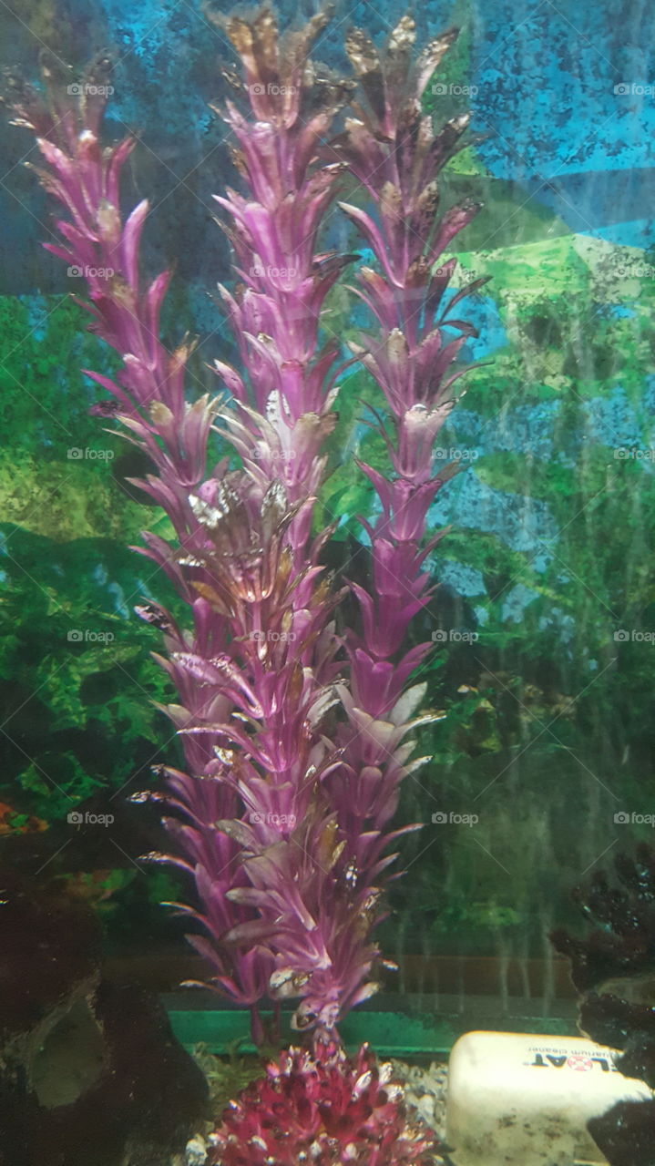 pink seaweed