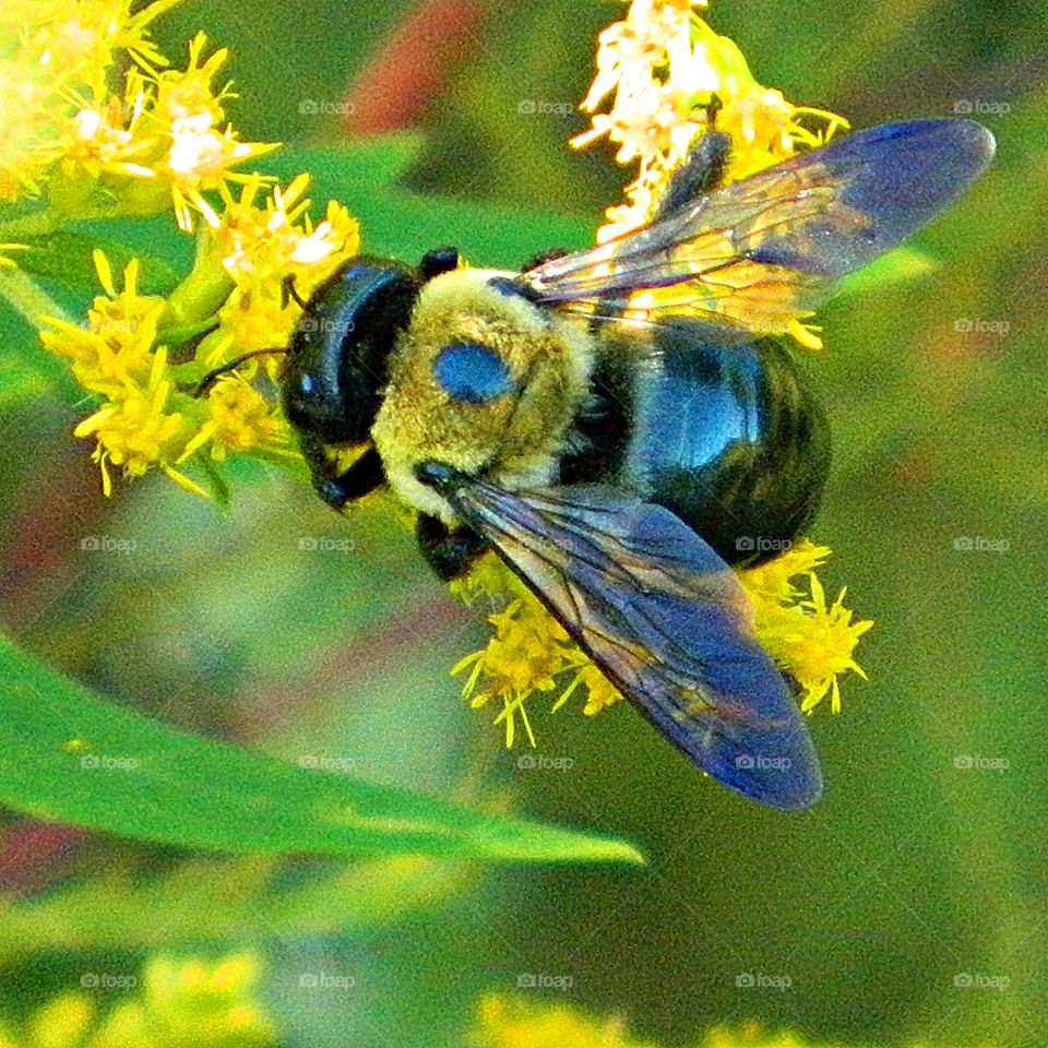 Ole Dusty - To Bee or not To Bee - a bee is performing his part in the stabilization of nature, extracting pollen 