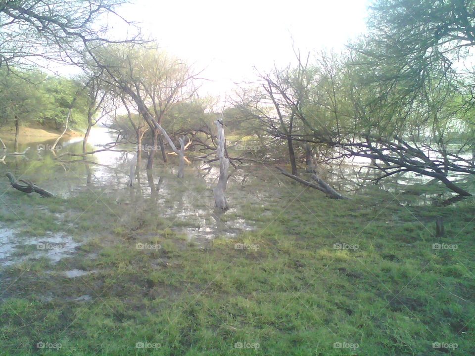 The fallen rain forest