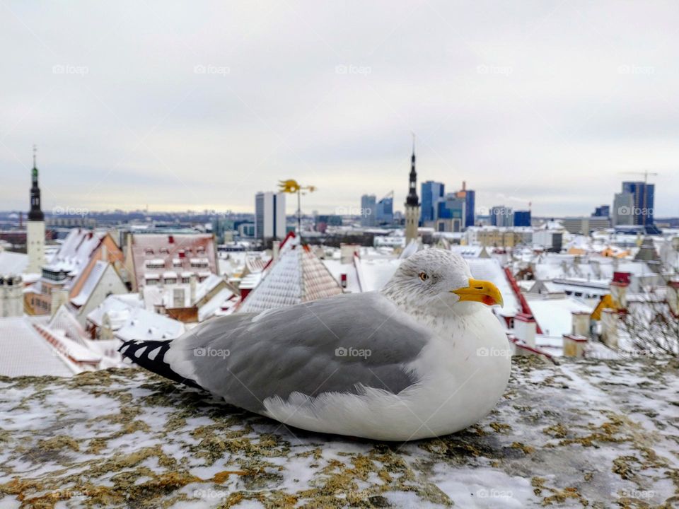 The bird in winter City ❄️❄️