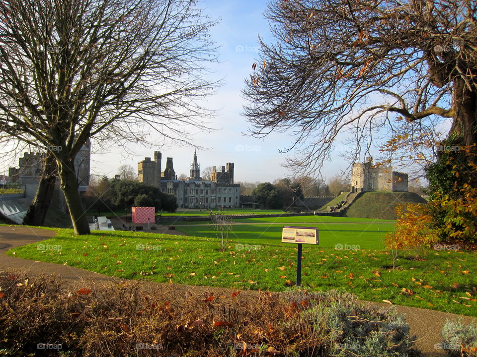 Tree, Fall, No Person, Park, Landscape