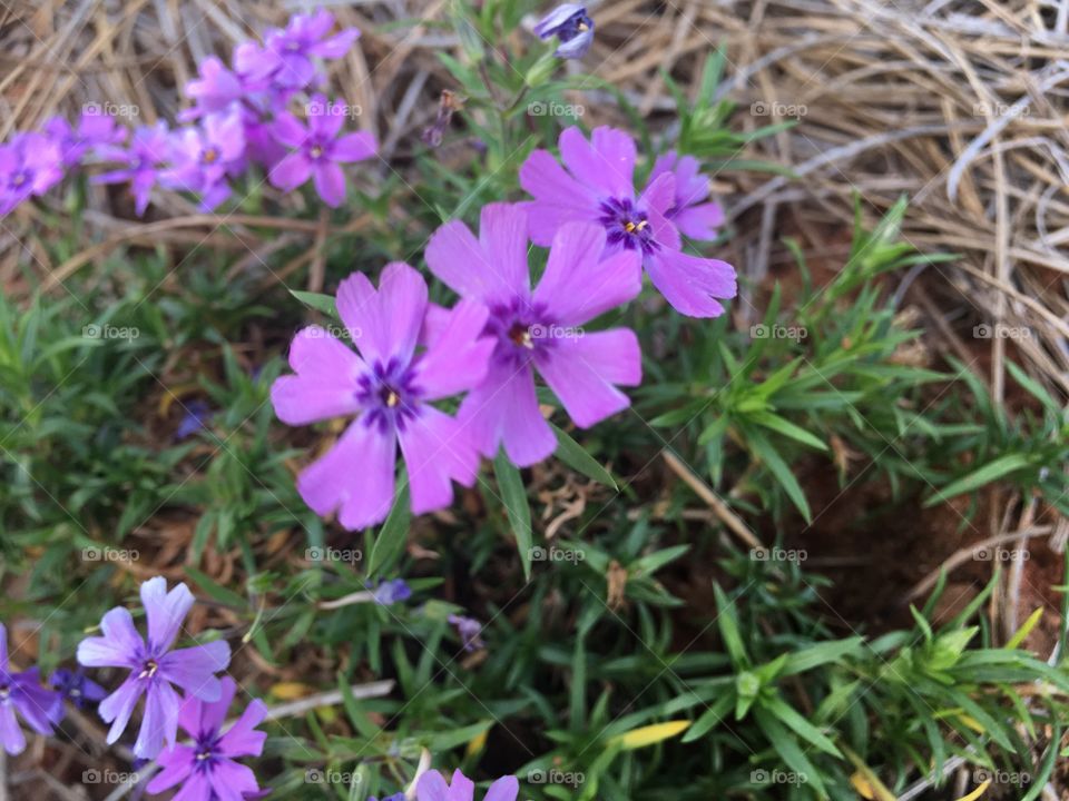 Phlox