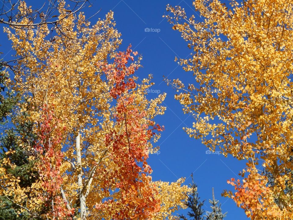 autumn or fall tree with blue skies