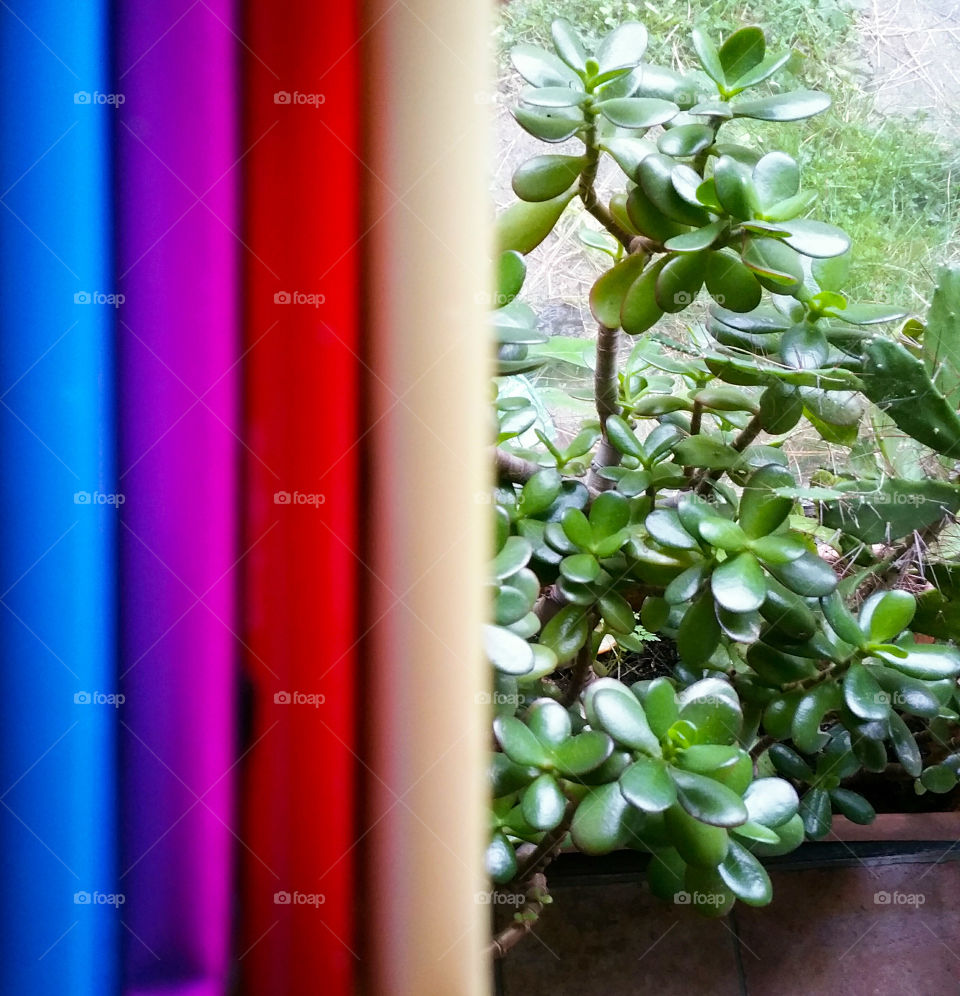 Blue, purple, red, yellow and a bit of crassula plant