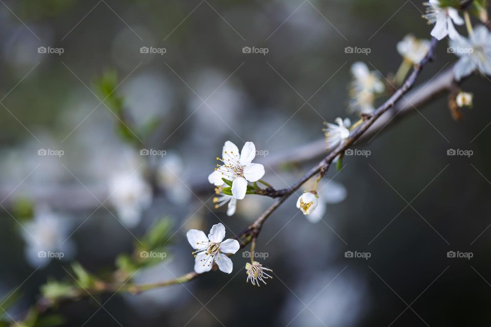 a portrait of a branch full of beautiful white blossom flowers during spring.
