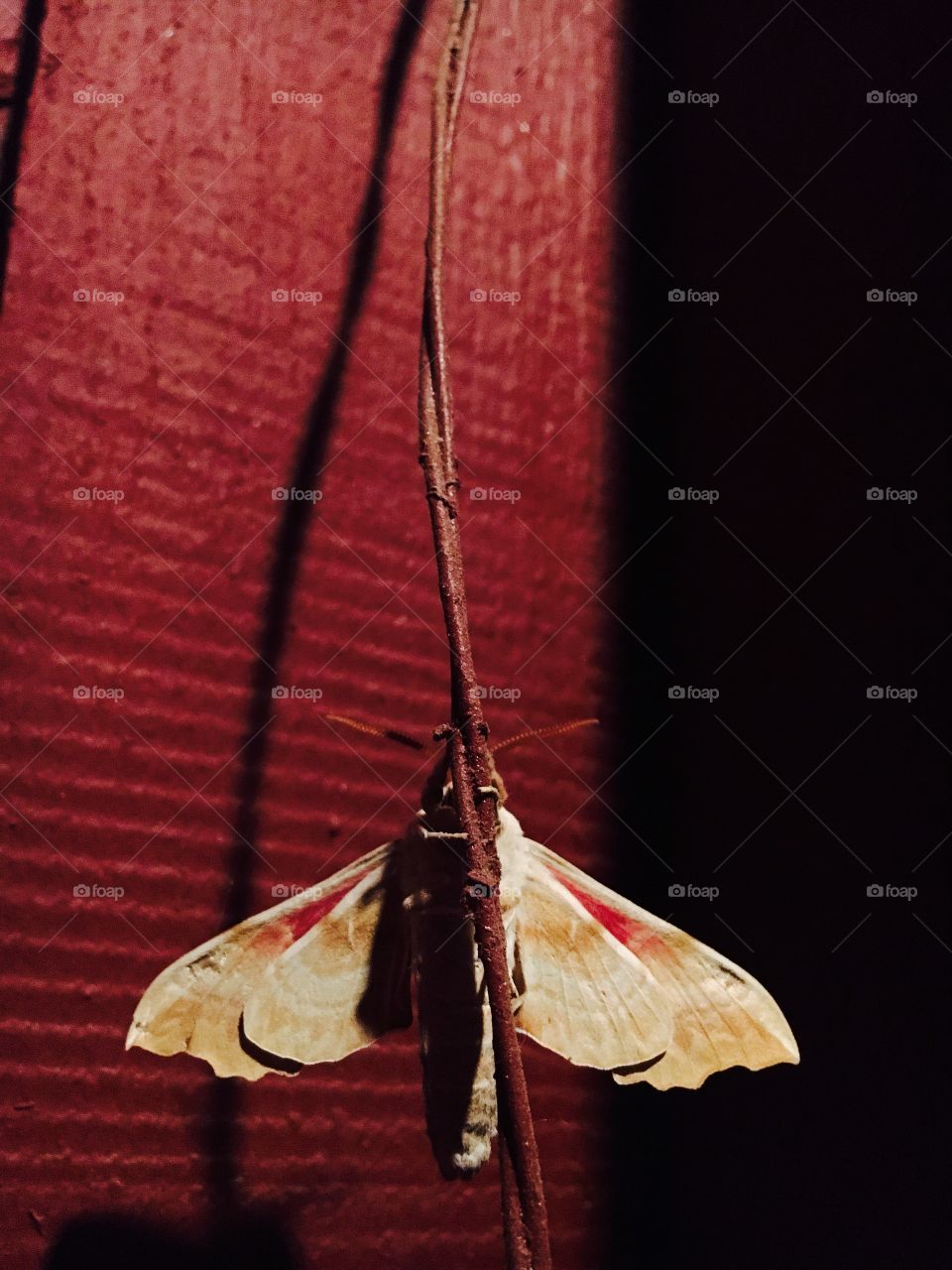 Moth 
