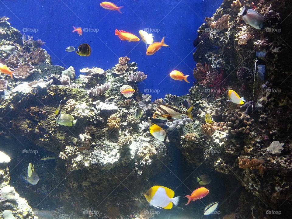 Underwater, Fish, Coral, Reef, Diving