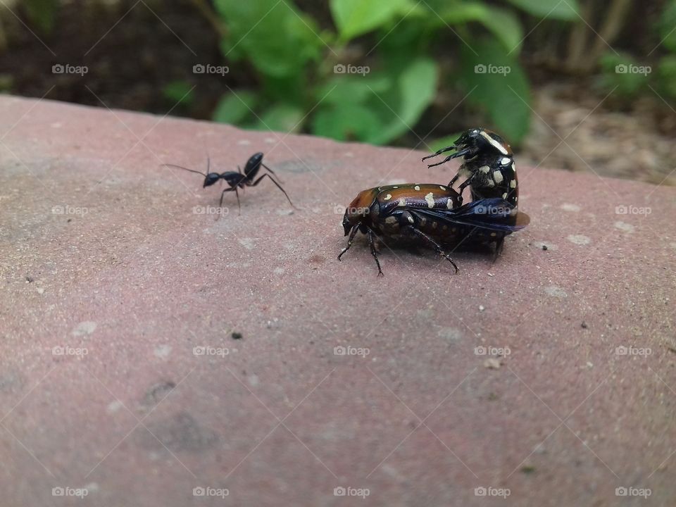 super! two type of insecta species with another.