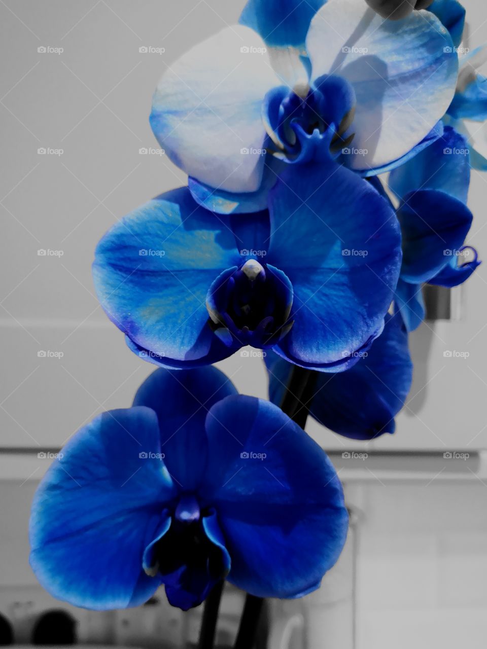 Orchid blues