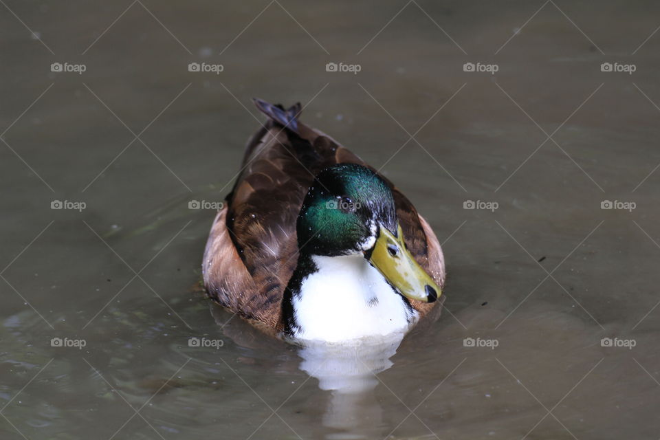 Duck in a pond. The duck is soaking with its head resting on the water. Green, brown, yellow and white duck.

Whole brown duck swims in the pond.
It has wet feathers.