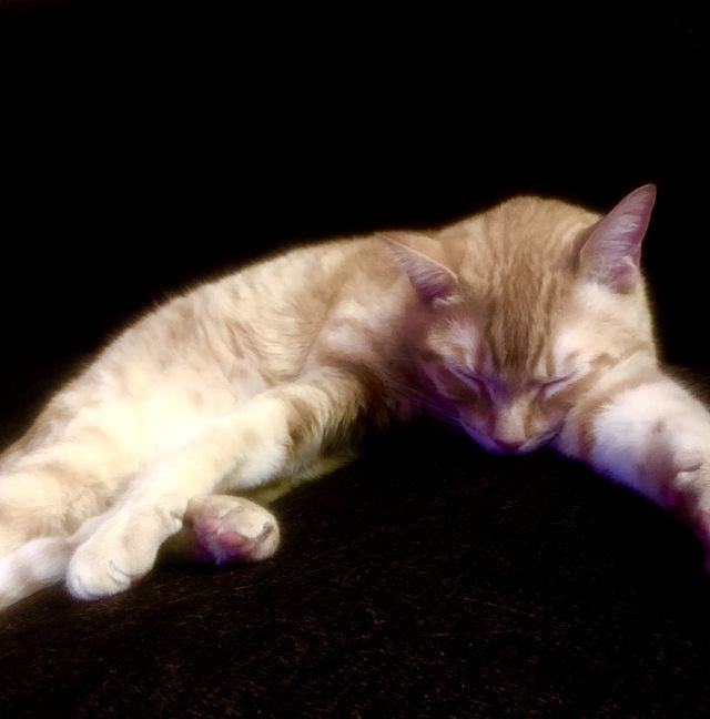 Orange Tabby Cat