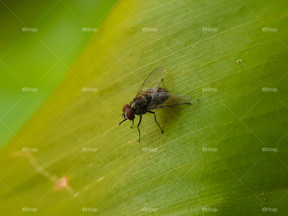 fly sitting on a green plant outside
