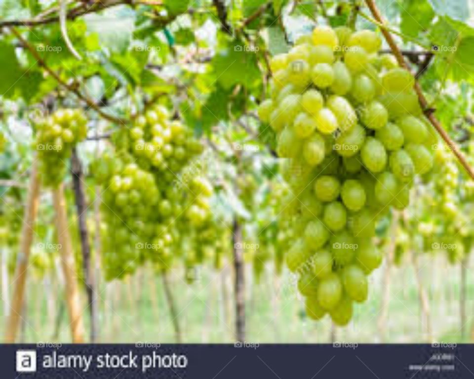 Grapes is a fruit of very tasty when it is small and kaccha then makes khatta and when it become pakka then delicious.