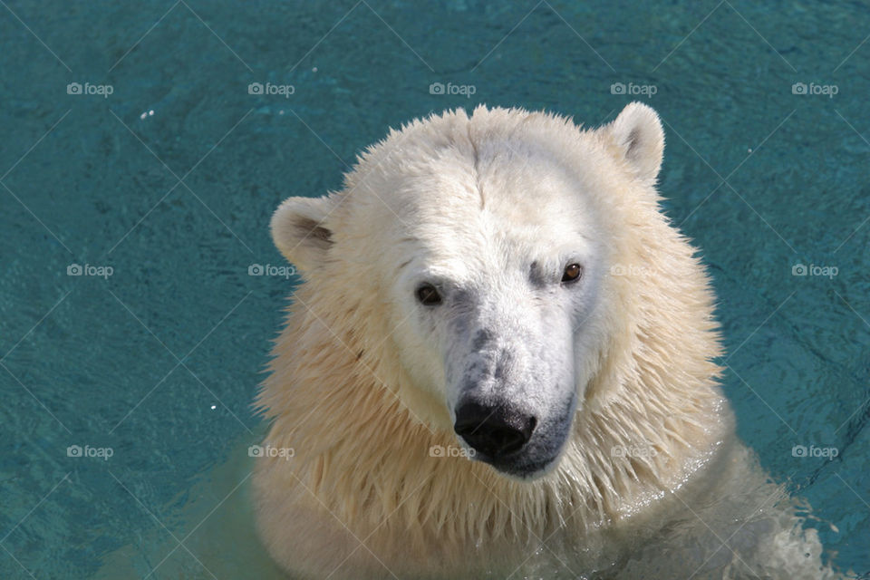 zoo portrait sydney bear by splicanka